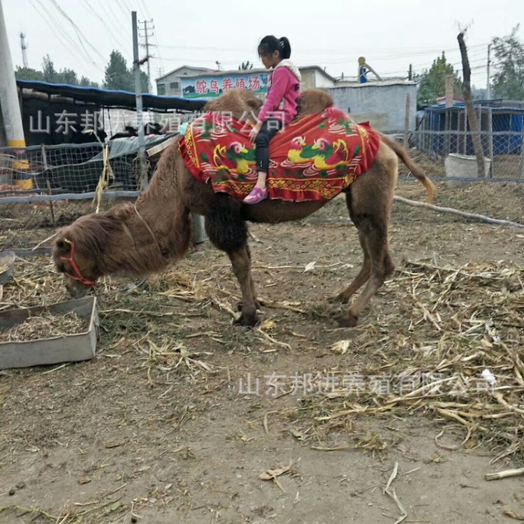 骆驼活体 骆驼养殖场出售骆驼小骆驼便宜出售 训好的骆驼视频