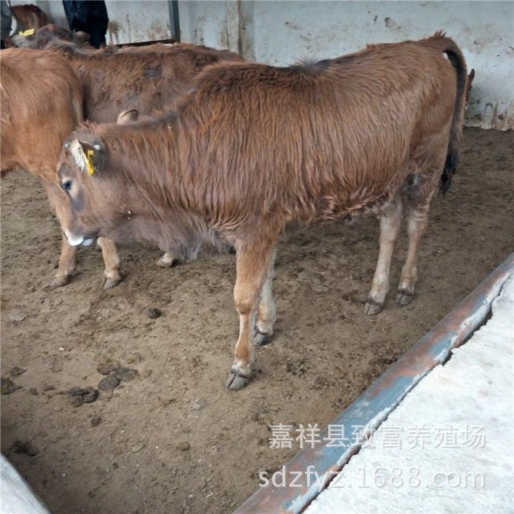 山西肉牛養(yǎng)殖￥小西門(mén)塔爾牛牛犢￥夏洛萊牛￥架子牛價(jià)格