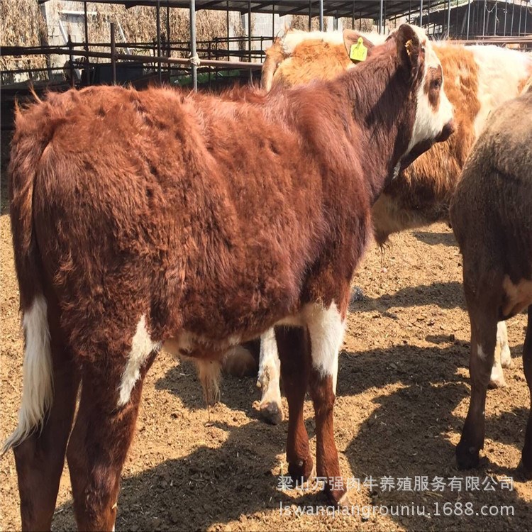 养牛场常年出售西门塔尔牛 肉牛 牛犊 屠宰牛 价格低廉 品质