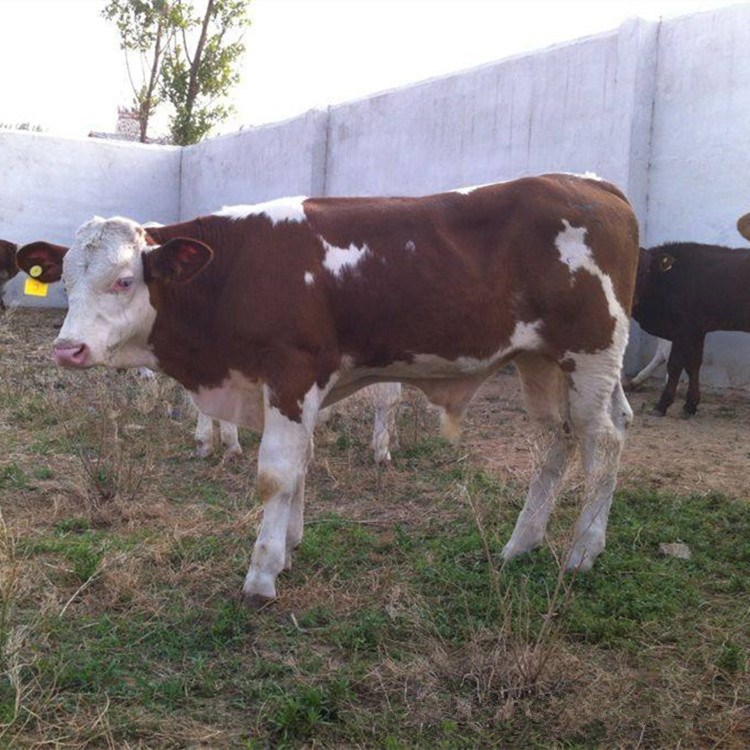 贵州肉牛养殖场直销 改良肉牛犊 利木赞牛价格