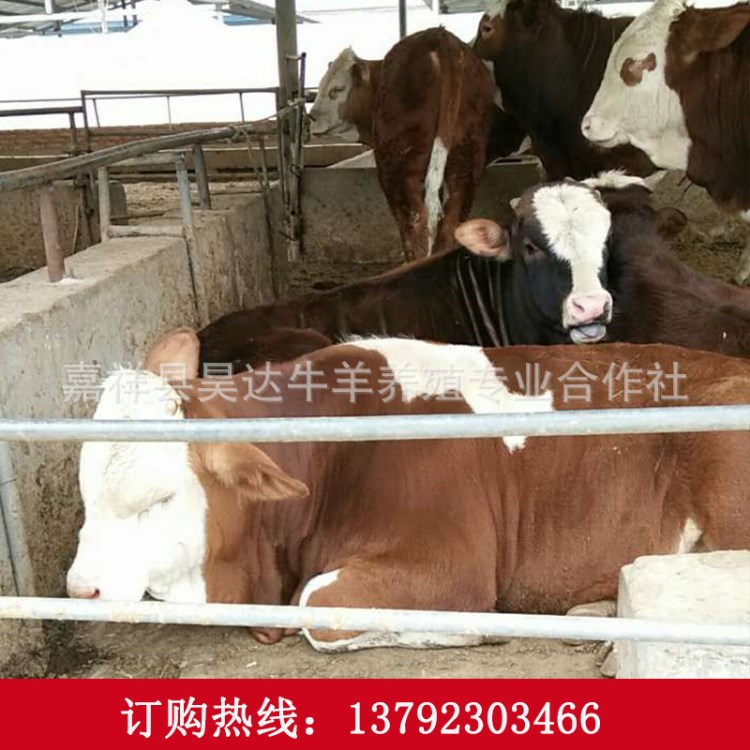 贵州肉牛养殖场供肉牛犊 西门塔肉牛 改良育肥西门塔尔牛小牛犊