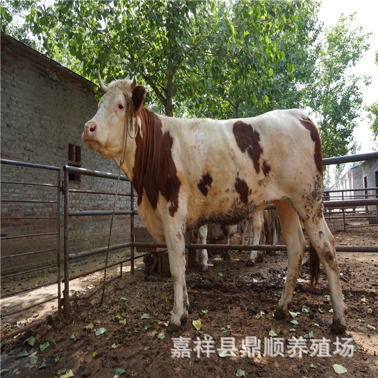 福建養(yǎng)牛場 現(xiàn)貨批發(fā)魯西黃牛 小黃牛牛犢 魯西黃牛肉牛出肉多