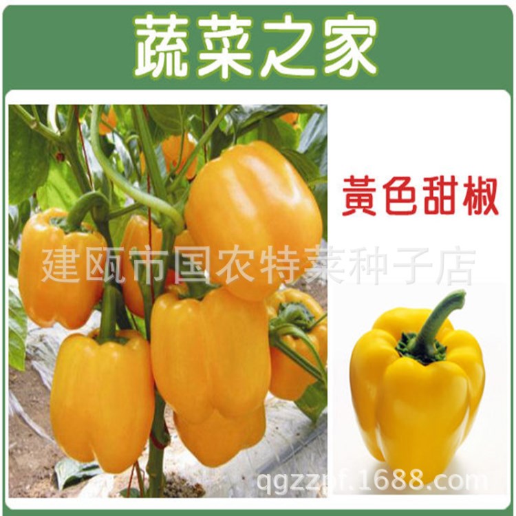 食用彩椒 家庭陽(yáng)臺(tái)盆栽辣椒甜椒 花卉蔬菜籽 紅黃