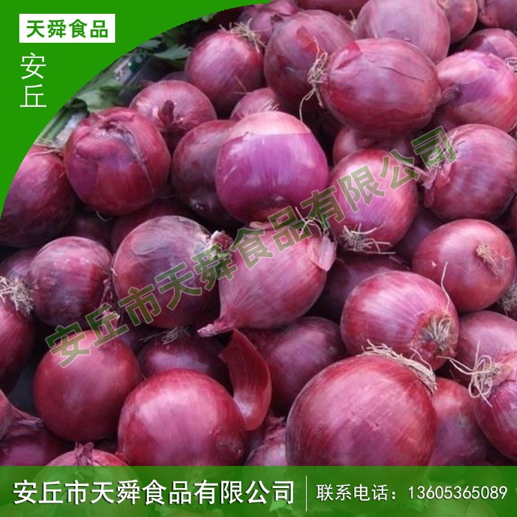 供應(yīng)出口級紫皮洋蔥 新鮮蔬菜農(nóng)產(chǎn)品紅皮洋蔥頭 歡迎咨詢【圖】