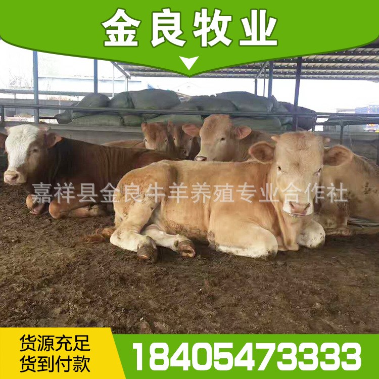 新品种利木赞牛 赞牛犊 旺季 品种牛犊 苗样式多 欢迎选