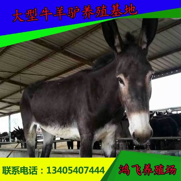 山東良種肉驢供應 肉驢品種驢苗價格 買肉驢