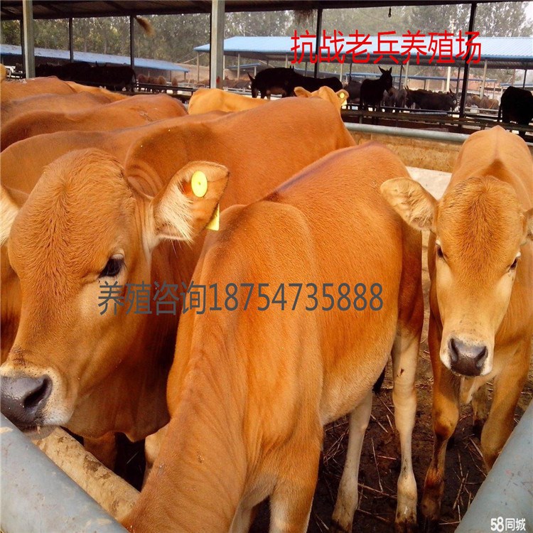 買牛犢  肉牛  個養殖場的好   魯西黃牛   西門塔爾牛