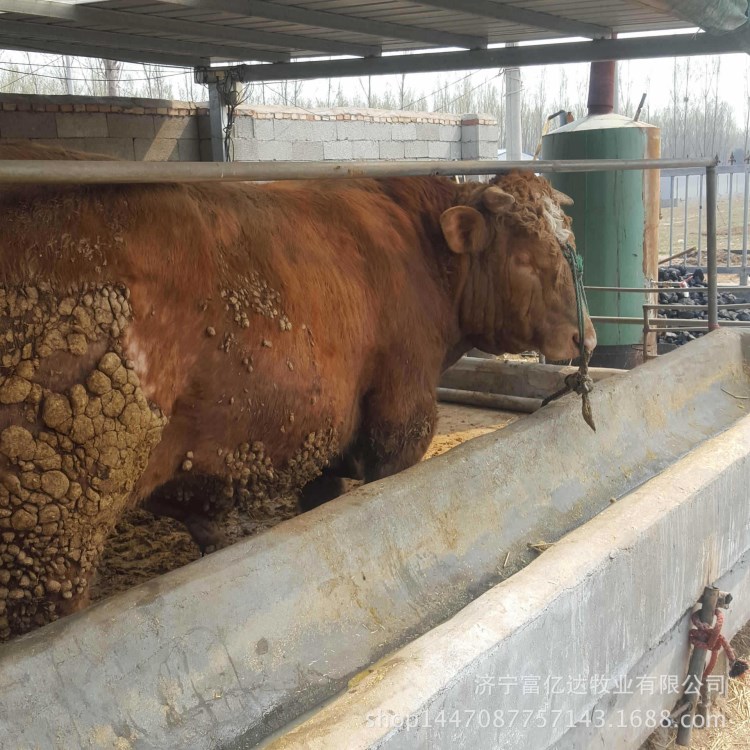 巴南肉牛，来富亿达养殖场，买优惠的杂交肉牛