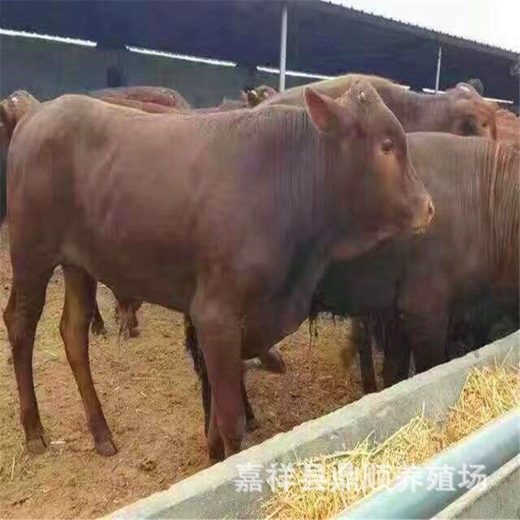 肉牛犢 廣西大量活牛出售 小月的育肥西門塔爾牛小牛崽免費