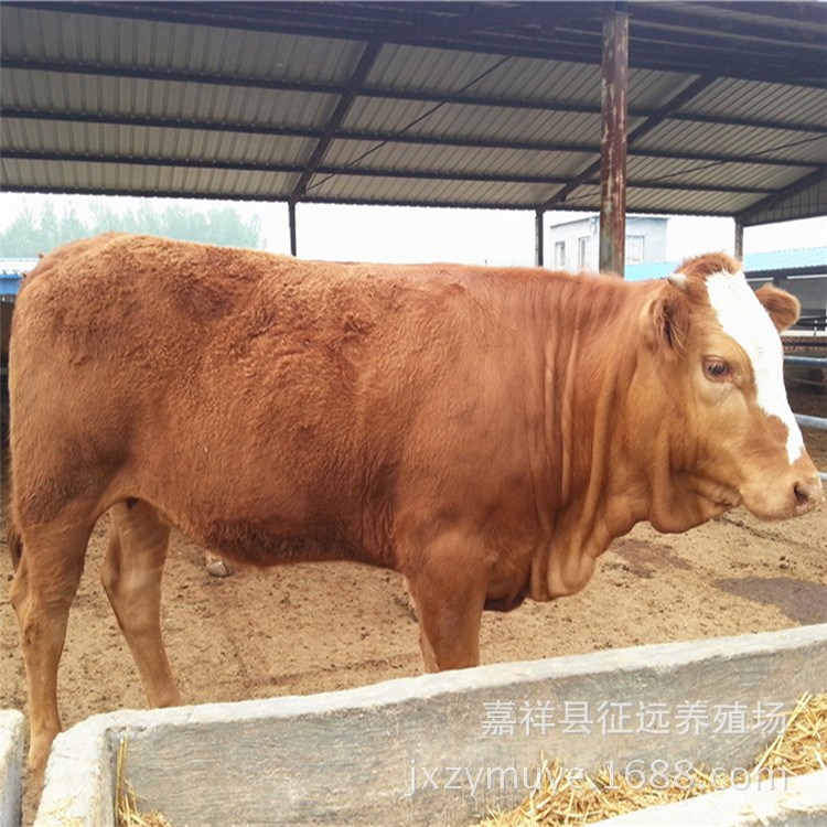 魯西黃牛小肉牛價格 魯西黃牛改良小肉牛場家批發(fā) 免費包送