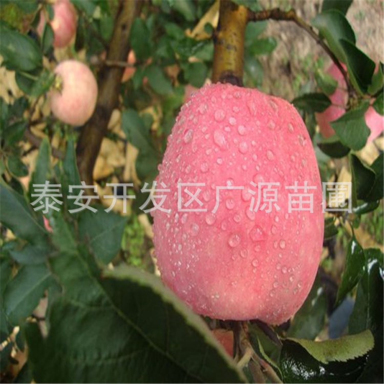 新紅蘋(píng)果苗，施恩蘋(píng)果苗，湖北蘋(píng)果苗