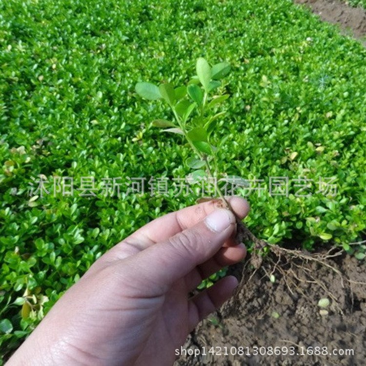 黃楊樹(shù)苗 黃楊小苗 四季常青 耐陰 庭院綠化植物 易成活 好管理