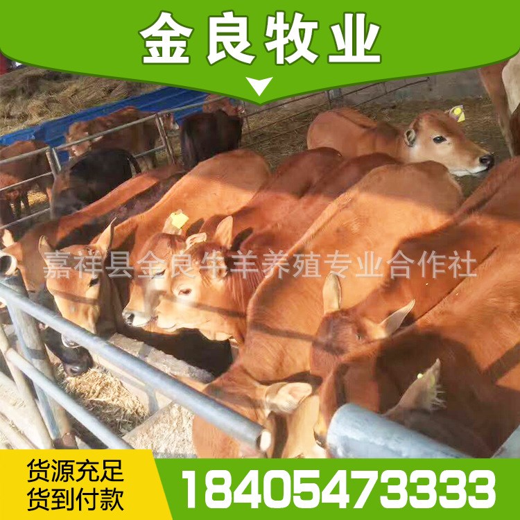 河北 鲁西 黄牛 肉牛犊 改良鲁西黄牛 西门塔尔牛 小黄牛新价格