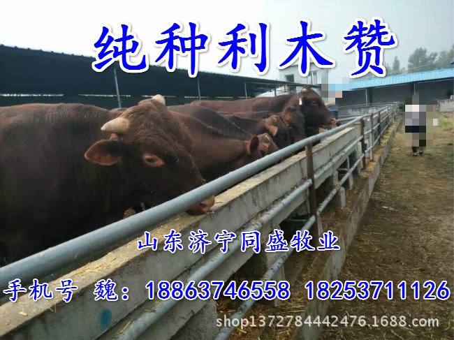 夏洛萊牛 肉牛種牛 小黃牛 小花牛繁育場價格低