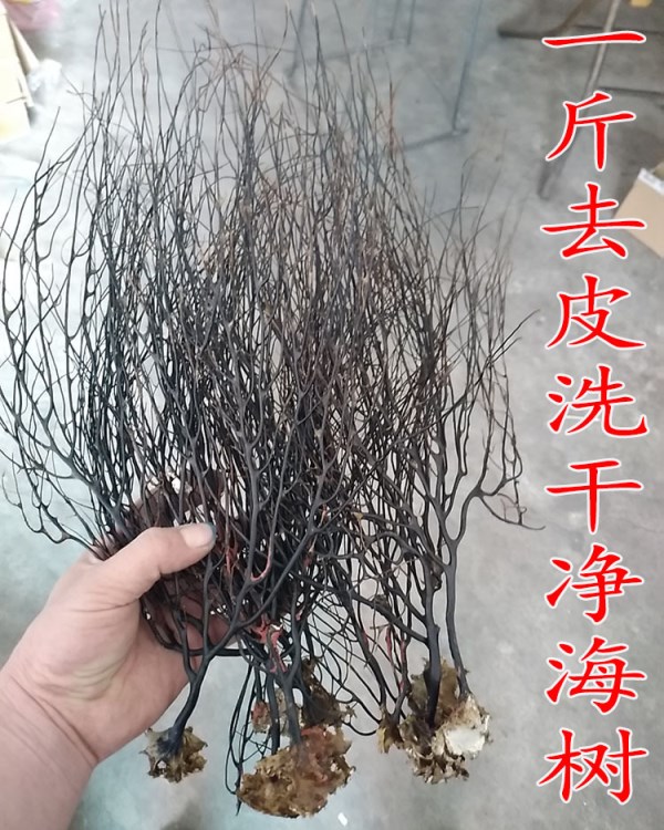 菲律賓天然海樹(shù) 海鐵樹(shù)黑鐵樹(shù) 天然貝殼海螺 微景觀工藝批發(fā)