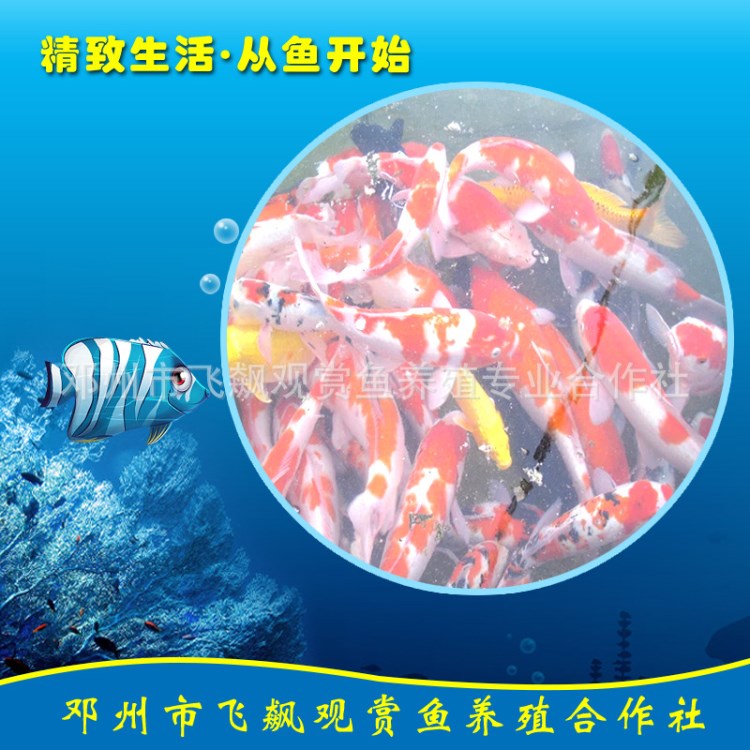 水族館大型精品觀賞錦鯉魚 金魚活體 魚苗批發(fā) 價(jià)格優(yōu)惠