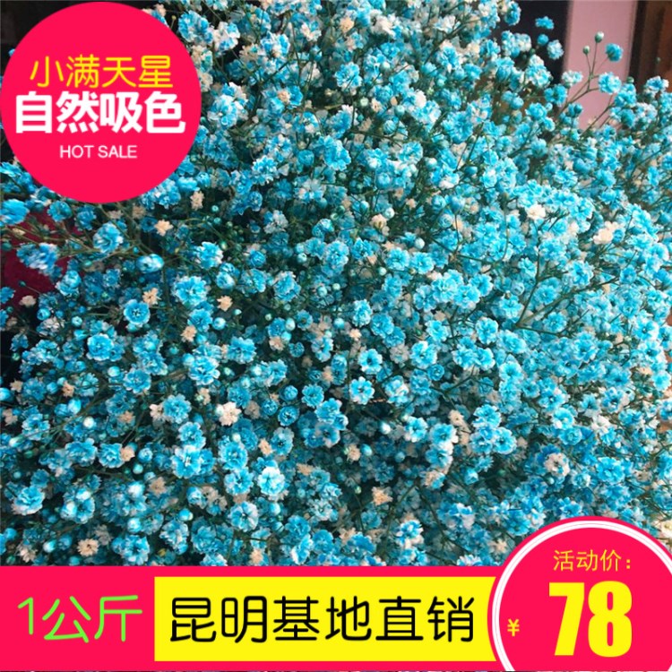 吸色滿天星 永生花 小滿天星 培養(yǎng)液伊洛斯  手工DIY原材料