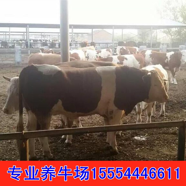 夏洛萊肉牛犢養(yǎng)殖@西門塔爾牛 三元改良魯西黃牛肉牛犢價格