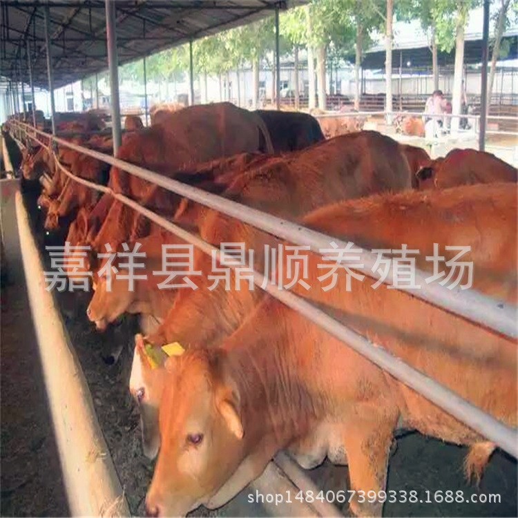 浙江養(yǎng)牛場(chǎng) 河北省肉牛價(jià)格 的肉牛養(yǎng)殖場(chǎng) 西門(mén)塔爾肉牛