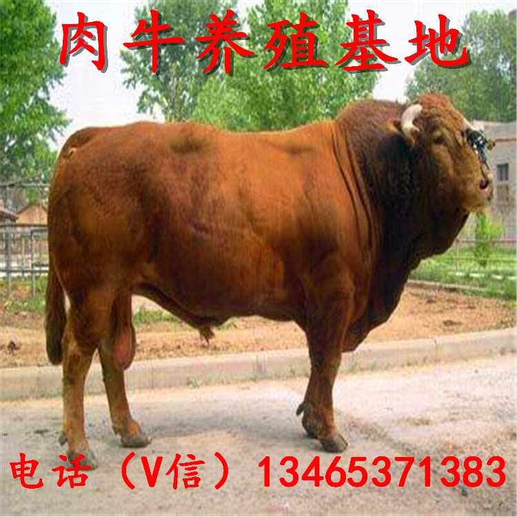 慶陽(yáng)市養(yǎng)牛場(chǎng) 安格斯牛 肉牛養(yǎng)殖利潤(rùn)分析 肉牛 河北魯西黃牛牛苗