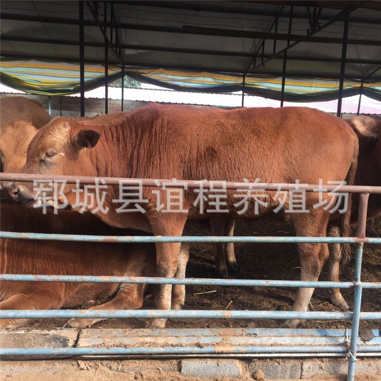 小黃牛 肉牛個長勢好 濟寧嘉祥誼程養(yǎng)殖