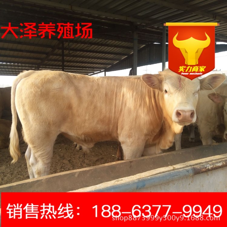 夏洛莱牛犊，肉牛养殖场出售西门塔尔牛犊 肉牛行情市场