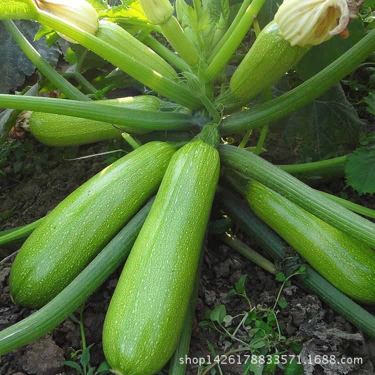 耐寒油綠 西葫蘆種子 蔬菜種子 【翠玉一號(hào)】產(chǎn)量高 膨瓜快