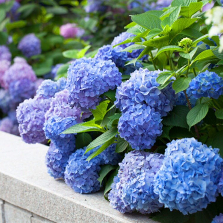 陽(yáng)臺(tái)花卉盆栽綠植庭院植物無(wú)盡夏八仙繡球花苗繡球花盆栽耐寒植物