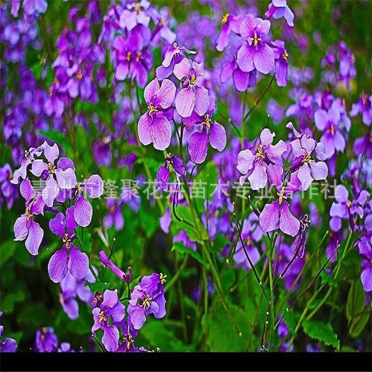 基地直销二月兰花 园林绿化景观花 草花二月兰耐阴耐寒花