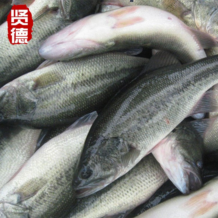 【當季熱賣】加州鱸魚水花苗優(yōu)鱸一號大口黑鱸水花魚苗鱸魚苗