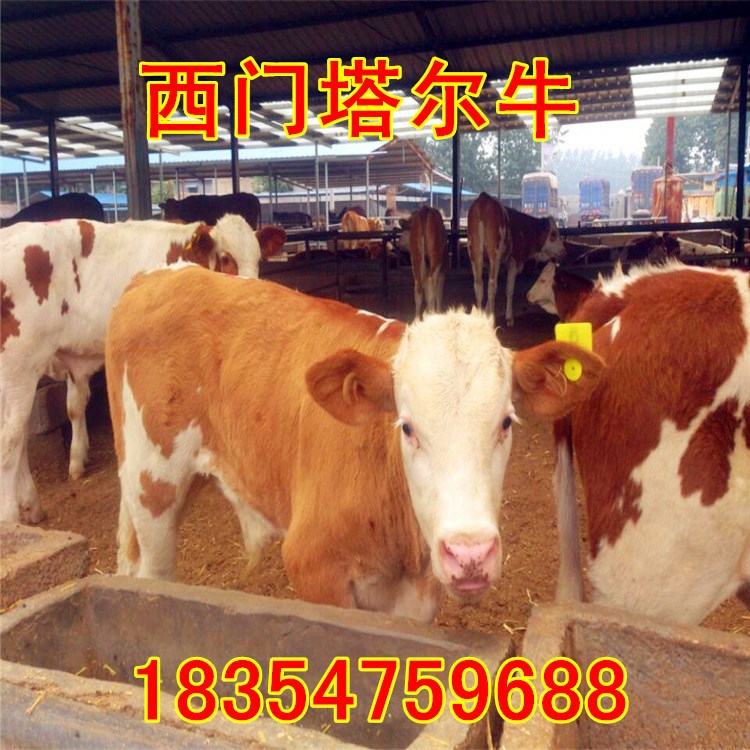 种鲁西黄肉牛 肉牛犊 肉牛苗质量 价格低廉