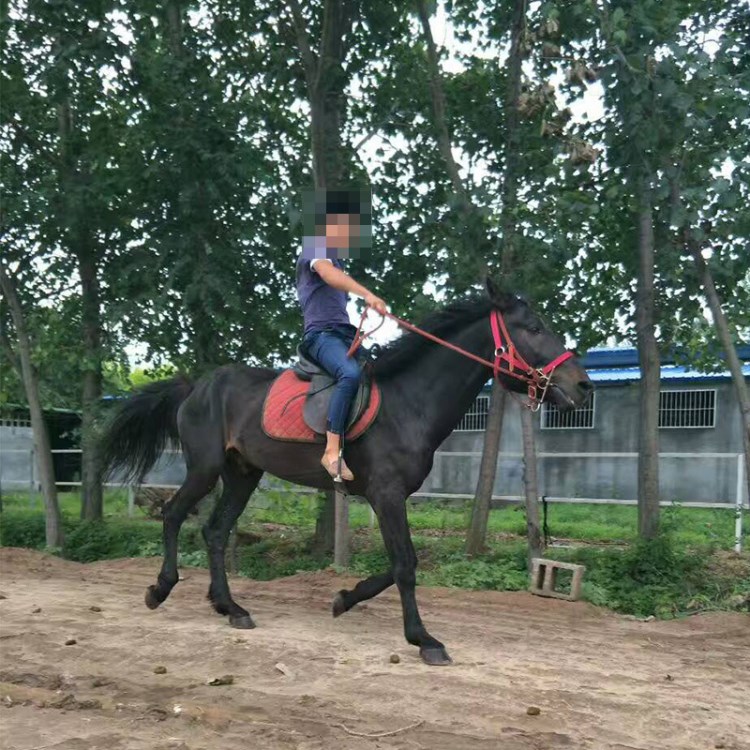 華順養(yǎng)馬場低價出售一批阿拉伯馬 馬駒