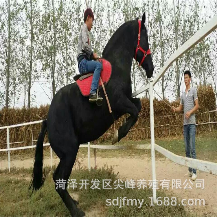 山東種馬場低價出售6000匹馬駒 跑馬 騎乘馬1匹全國包郵送技術