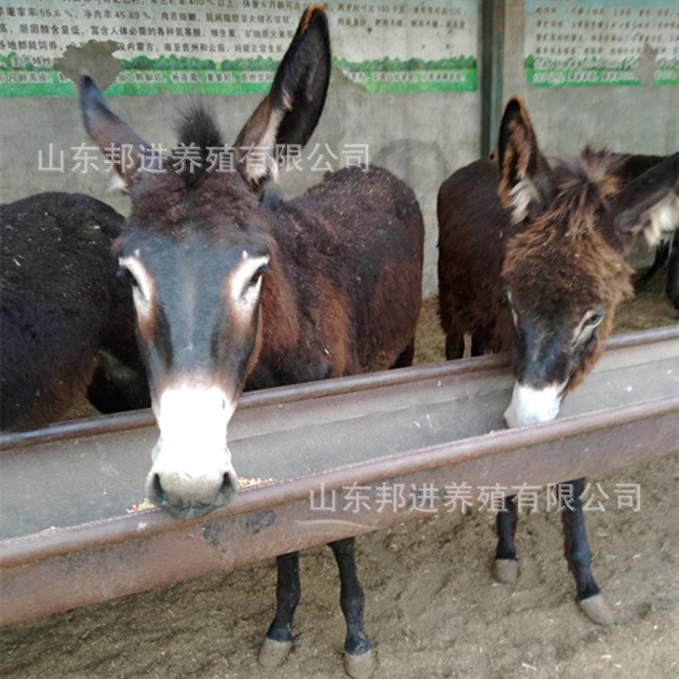 肉驴苗 种公驴到正规养殖场选育有保障 繁育驴驹涨势快 出栏快