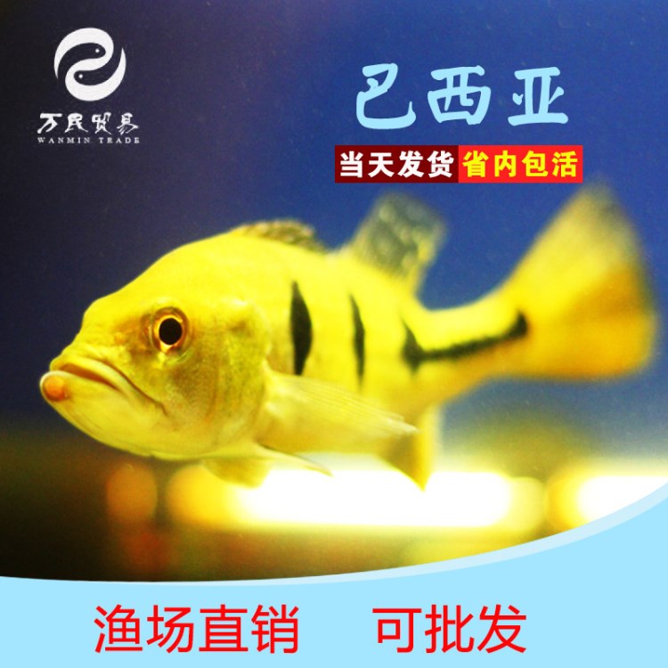 中大型熱帶魚觀賞魚巴西亞魚活體三間魚金老虎魚 帝三間魚包活