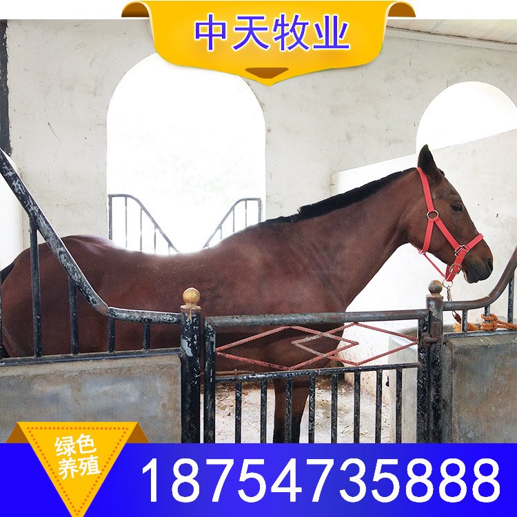 中天牧業(yè)肉馬場 養(yǎng)馬場蒙古馬價格 伊犁馬價格血馬價格量大從優(yōu)