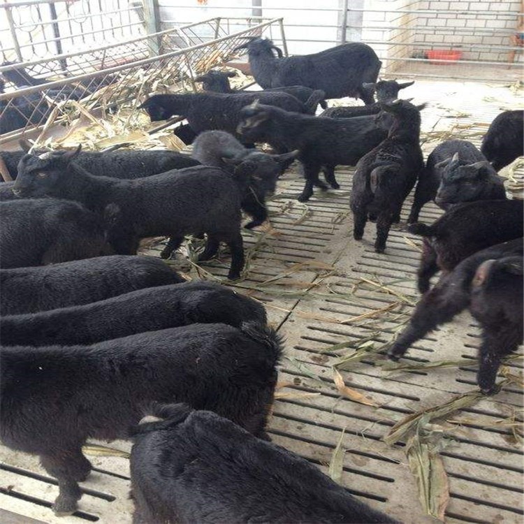 黑山羊羊苗廠家   黑山羊肉羊價格   肉羊養殖場  養羊養殖技術