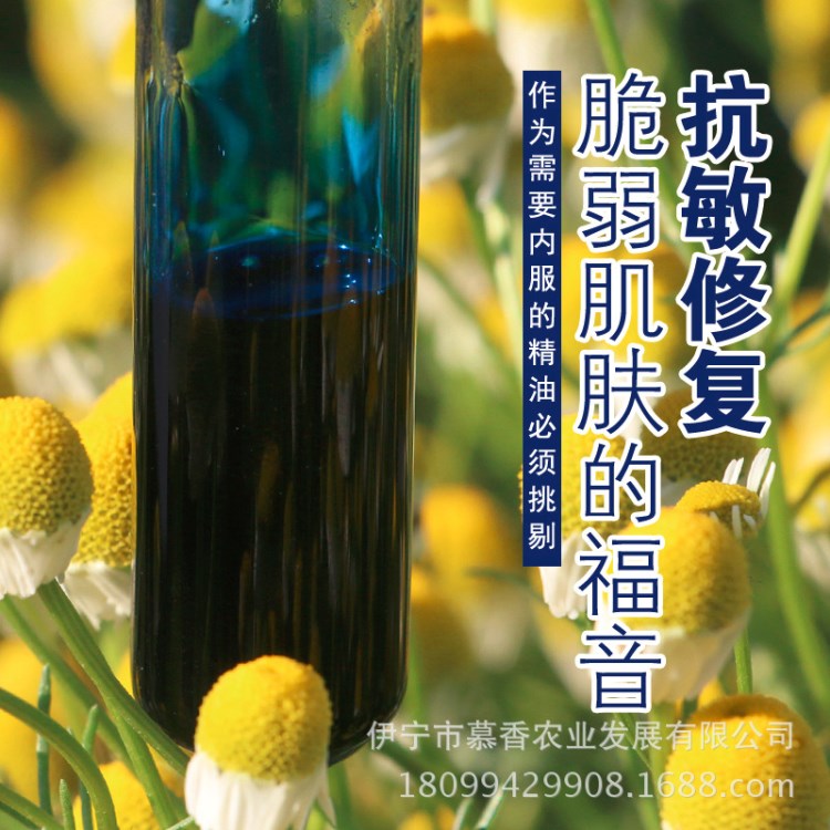 新疆伊犁德國洋甘菊精油 小甘菊藍甘菊 單方精油 產(chǎn)地廠家批發(fā)