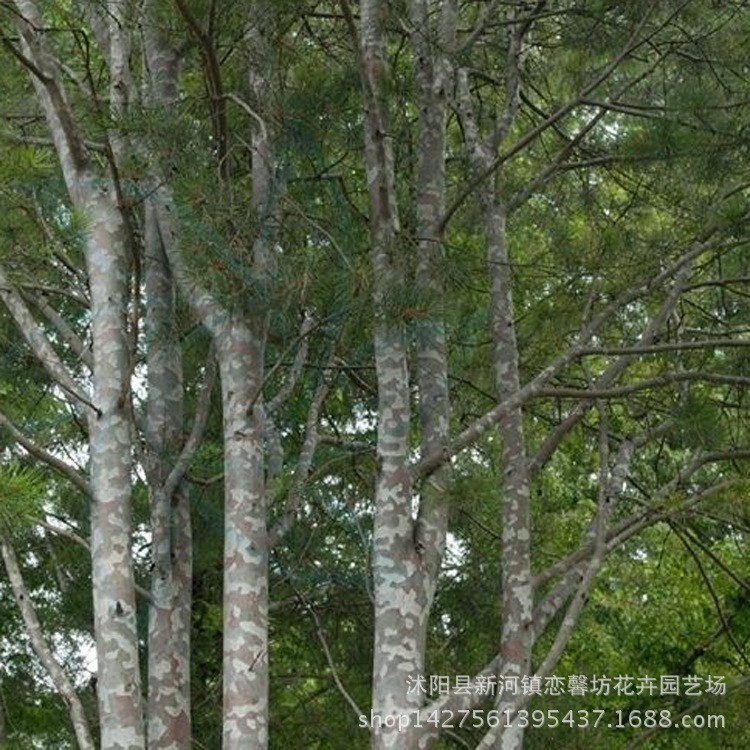 苗圃基地供應工程綠化苗木 白皮松小苗 規格 量大優惠