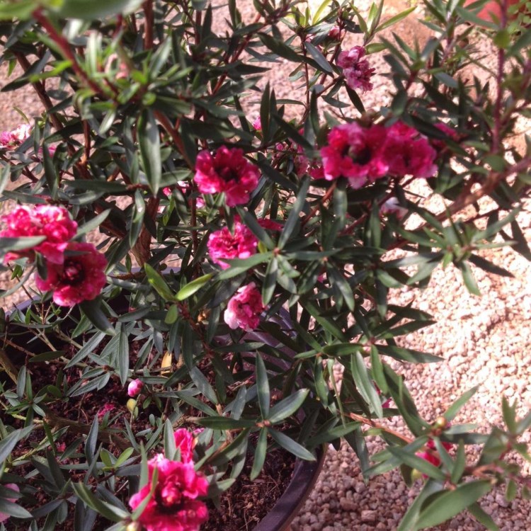 批发园林绿化植物花树 冬季花卉 红梅树 红梅树苗 松红梅花苗木