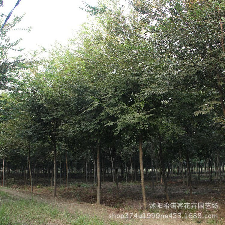 基地直销工程园林绿化苗木榉树 红榉树苗批发 大叶榉量大从优