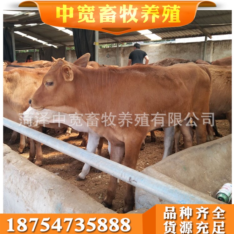 大型肉牛犢養殖場供應西門塔爾牛種牛