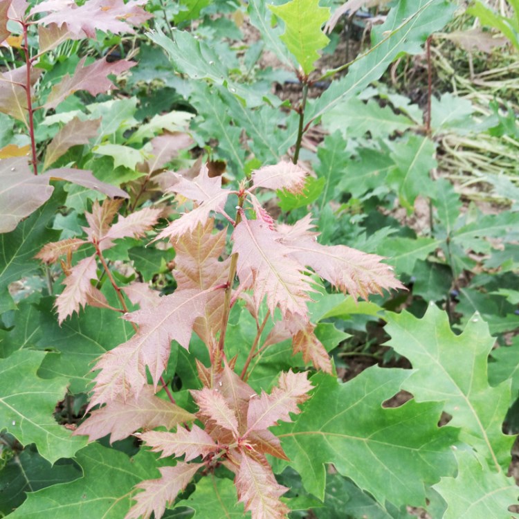 供應北美紅櫟 美國紅橡樹 橡樹 歐洲紅櫟 秋彩樹種 娜塔櫟