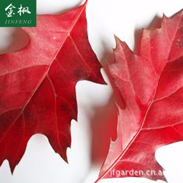 批發 北美紅櫟 北美紅櫟小苗 美國紅橡樹紅槲櫟綠化苗木