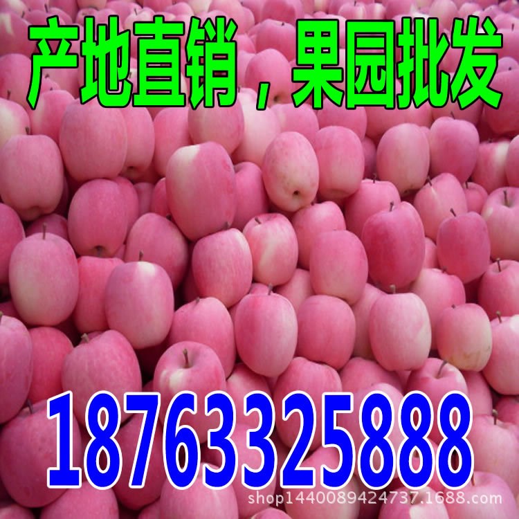 山東紅星蘋果批發(fā)紅星蘋果產(chǎn)地價格行情市場紅星蘋果基地蘋果今日