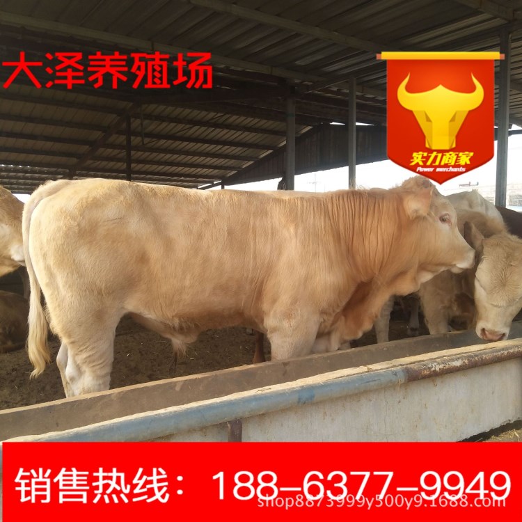 小牛犊苗 改良的三元杂交牛鲁西黄牛种公牛行情 肉牛养殖场