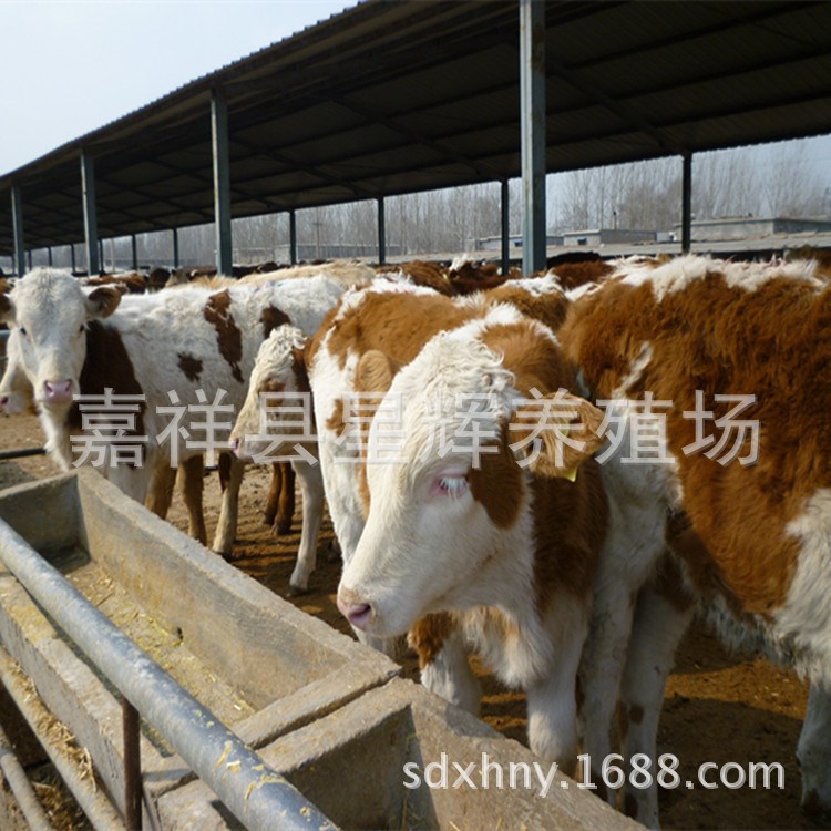 我养殖场肉牛育肥管理一般有些技术？像鲁西黄牛等优良品种
