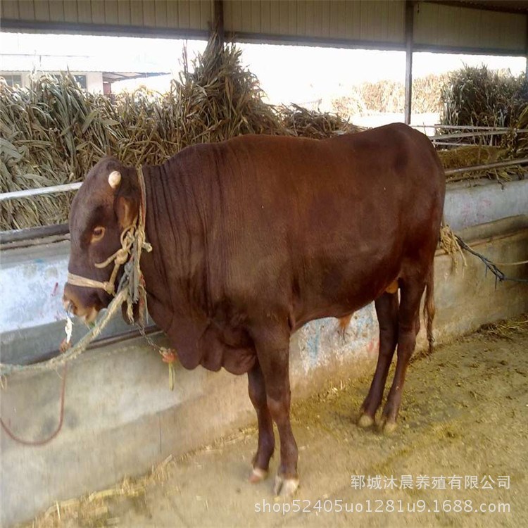 出售优良品种。西门塔尔肉牛、夏洛莱牛、改良肉牛鲁西黄牛小牛犊