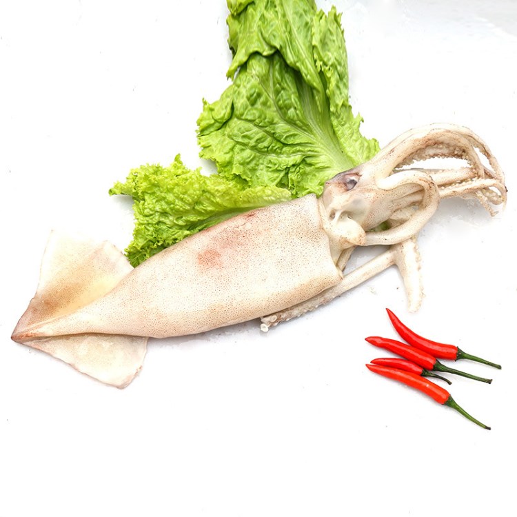 供應(yīng)整條冷凍魷魚 食堂用魚  飯店專用魚 野生速凍海產(chǎn)品批發(fā)