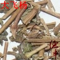 德豐批發(fā)供應(yīng)冷背 大飛楊 飛揚草 乳籽草  一手貨源 量大優(yōu)惠